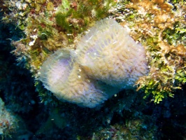 Yellow Vase Sponge IMG 9086